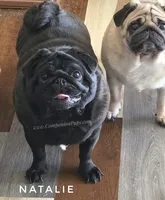 💕 Natalie – Gorgeous Fawn Female Pug • Champion-Filled Pedigree!, a female Pug for sale in Whitwell, TN – 3 of 5