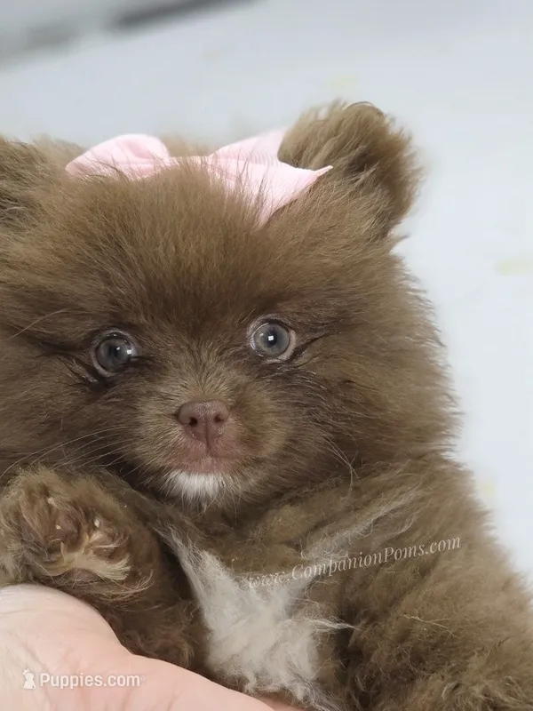 Chrissy – Pomeranian puppy for sale in Whitwell, TN