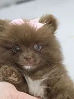 Chrissy, a female Pomeranian for sale in Whitwell, TN – 1 of 9