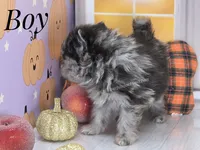 Zara's Tiny Boy - Blue Merle, a male Pomeranian for sale in Whitwell, TN – 4 of 5