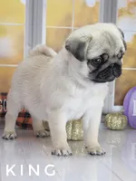 King - Tiny Male Ready Now!  - Silver Fawn, a male Pug for sale in Whitwell, TN – 5 of 8