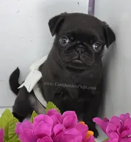 White Bow Female - C Video, a male Pug for sale in Whitwell, TN – 4 of 5