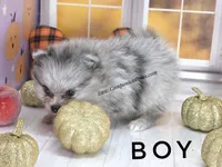 Candace Boy - Silvery Blue Merle - One Blue Eye, a female Pomeranian for sale in Whitwell, TN – 6 of 6