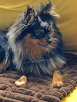Bold Coloring - Timber - Black Merle Copper Points!, a male Pomeranian for sale in Whitwell, TN – 2 of 9