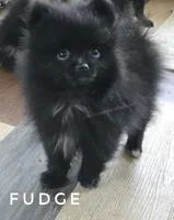 Fudge - Expected to be 4.5 pounds, a male Pomeranian for sale in Whitwell, TN – 3 of 10