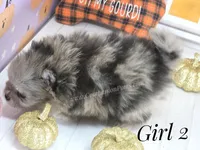 Zara's Girl #2 Blue Merle Silver Face, a female Pomeranian for sale in Whitwell, TN – 6 of 7