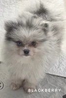 Blackberry - Ch Lines - Silvery Blue Merle - One Blue Eye, a male Pomeranian for sale in Whitwell, TN – 3 of 9