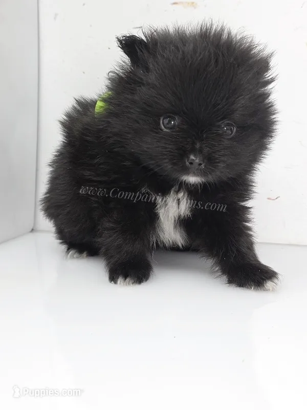 Little Black Boy – Pomeranian puppy for sale in Whitwell, TN