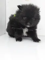 Little Black Boy, a male Pomeranian for sale in Whitwell, TN – 1 of 5