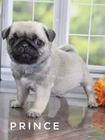 Prince - Looking for a Tiny Boy? - Ch Sired, a male Pug for sale in Whitwell, TN – 3 of 7