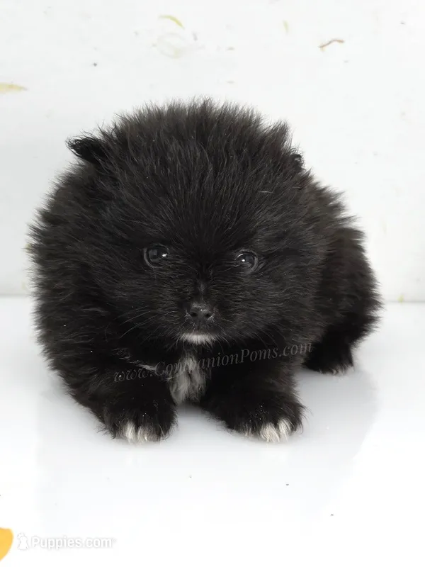 Little Black Boy – Pomeranian puppy for sale in Whitwell, TN