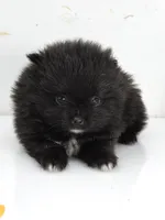 Little Black Boy, a male Pomeranian for sale in Whitwell, TN – 4 of 5