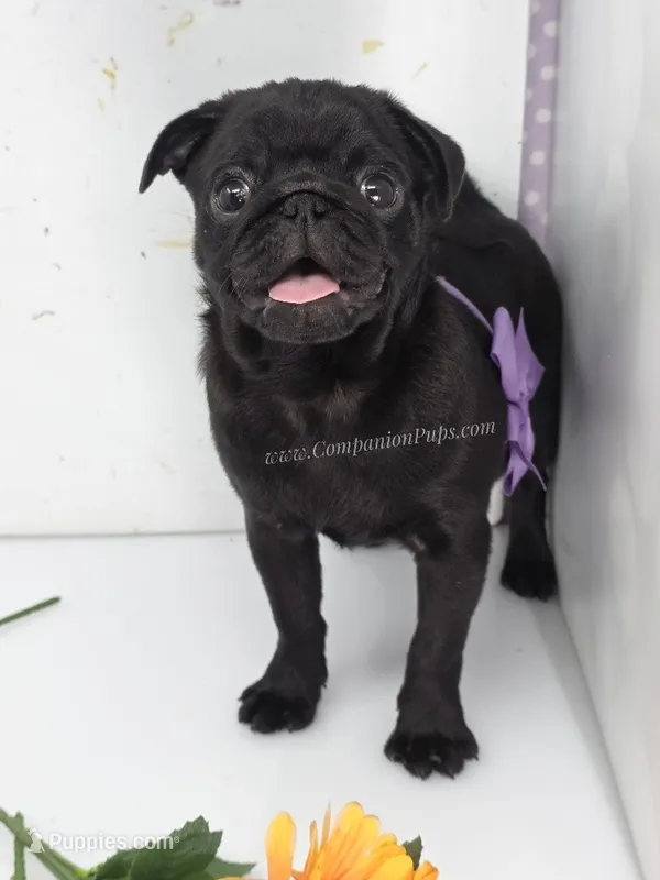 Sweet Lap Baby - Purple Bow – Pug puppy for sale in Whitwell, TN