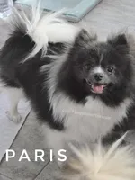 Blue Parti Young Adult, a female Pomeranian for sale in Whitwell, TN – Photo 1 of 3