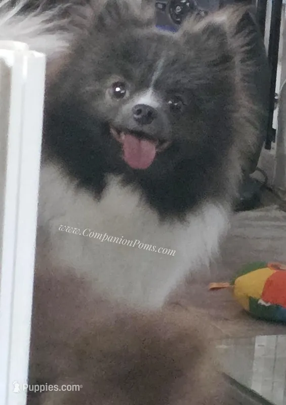 Sweet Gentle Girl – Pomeranian puppy for sale in Whitwell, TN