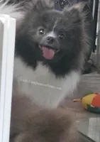 Blue Parti Young Adult, a female Pomeranian for sale in Whitwell, TN – Photo 2 of 3