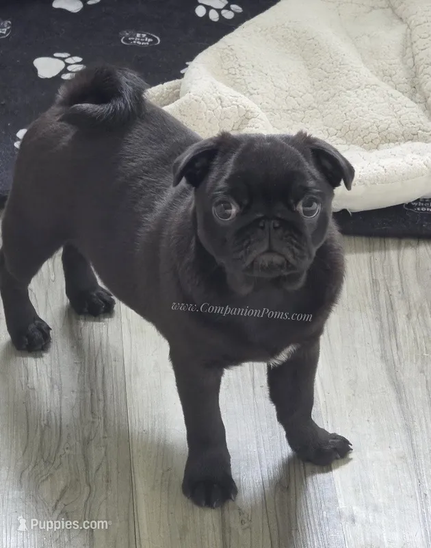 Tiny Girl - Amazing Structure - Playful, CH lines – Pug puppy for sale in Whitwell, TN