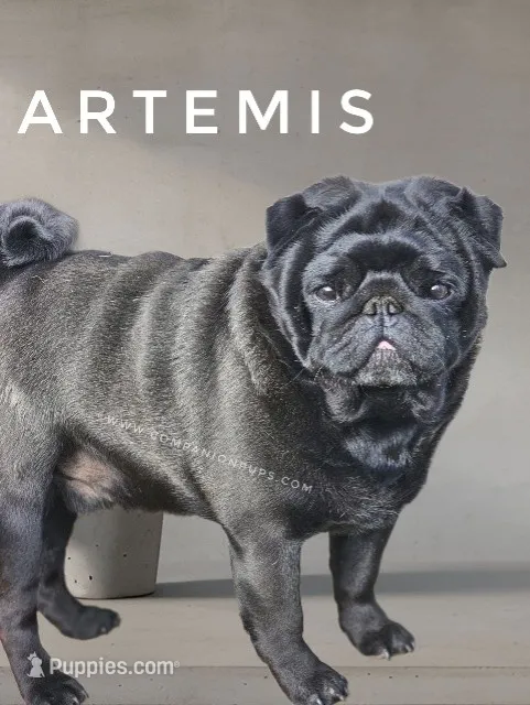 Artemis - Imported CH Sired Black Male Pug - Calm & Sweet – Pug puppy for sale in Whitwell, TN
