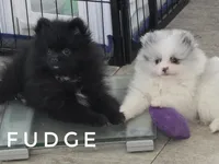 Fudge - Expected to be 4.5 pounds, a male Pomeranian for sale in Whitwell, TN – 2 of 10