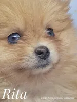 Rita - CH Sired! One and Half Blue Eyes!, a female Pomeranian for sale in Whitwell, TN – 9 of 9