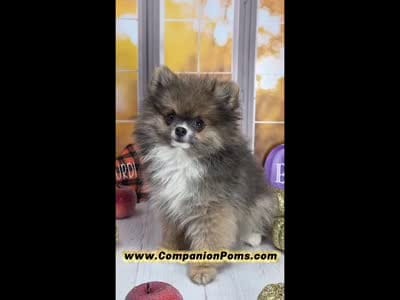 💙 Snickers – Rare Dilute Blue Sable Pomeranian Boy 💙🐾, a male Pomeranian for sale in Whitwell, TN – 2 of 5