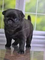 Dutchess - AKC CH Sired - Laid Back Sweet, a female Pug for sale in Whitwell, TN – 2 of 5