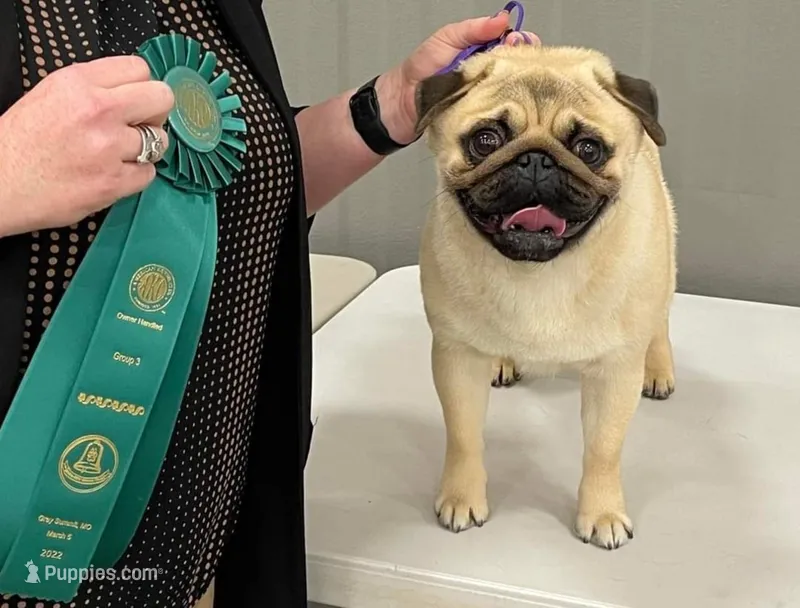 🏆 AKC Champion Reese – Handsome Fawn Pug Ready for Retirement ❤️🐾 – Pug puppy for sale in Whitwell, TN