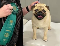 🏆 AKC Champion Reese – Handsome Fawn Pug Ready for Retirement ❤️🐾, a male Pug for sale in Whitwell, TN – 5 of 5