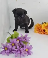 White Bow Female - C Video, a male Pug for sale in Whitwell, TN – 5 of 5