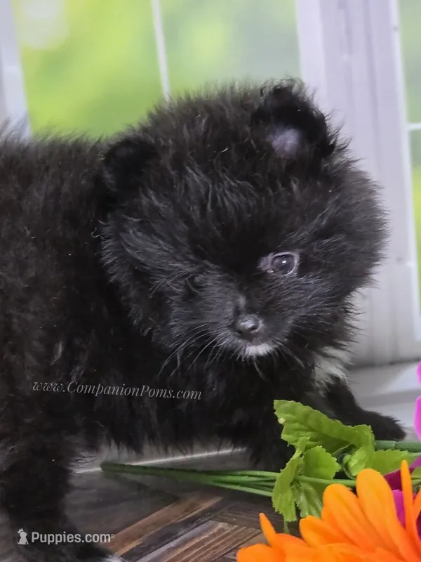See Video - Little Black Boy – Pomeranian puppy for sale in Whitwell, TN