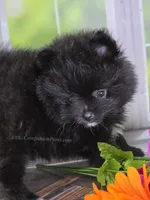 See Video - Little Black Boy, a male Pomeranian for sale in Whitwell, TN – 7 of 9
