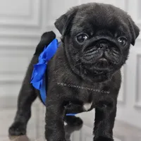 Pup Dates Notify List, a  Pug for sale in Whitwell, TN – Photo 5 of 10