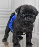 processed/b4bc95d2-9374-4144-8be7-499f7ff6cc58/listing/8862e524-5a24-45ac-9b5c-7b88afb413e6/1aa5bb7b-497d-4cf3-a45f-d0a9be0fd70c