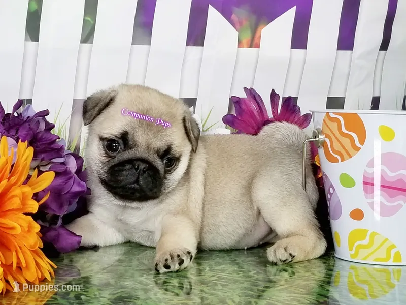 Pup Dates Notify List – Pug puppy for sale in Whitwell, TN