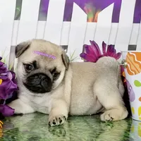 Pup Dates Notify List, a  Pug for sale in Whitwell, TN – Photo 3 of 10