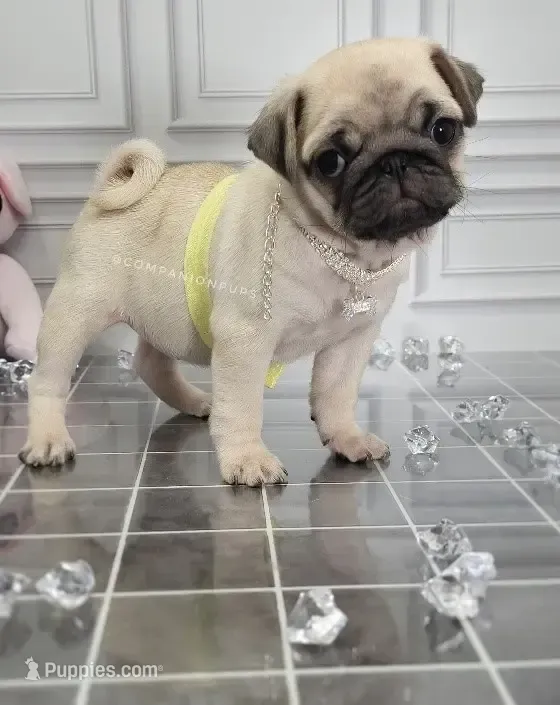 Pup Dates Notify List – Pug puppy for sale in Whitwell, TN