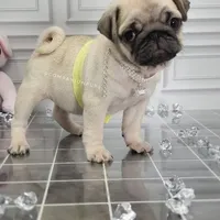 Pup Dates Notify List, a  Pug for sale in Whitwell, TN – Photo 2 of 10