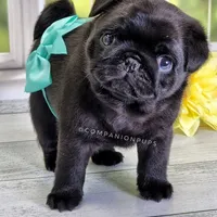 Pup Dates Notify List, a  Pug for sale in Whitwell, TN – Photo 9 of 10