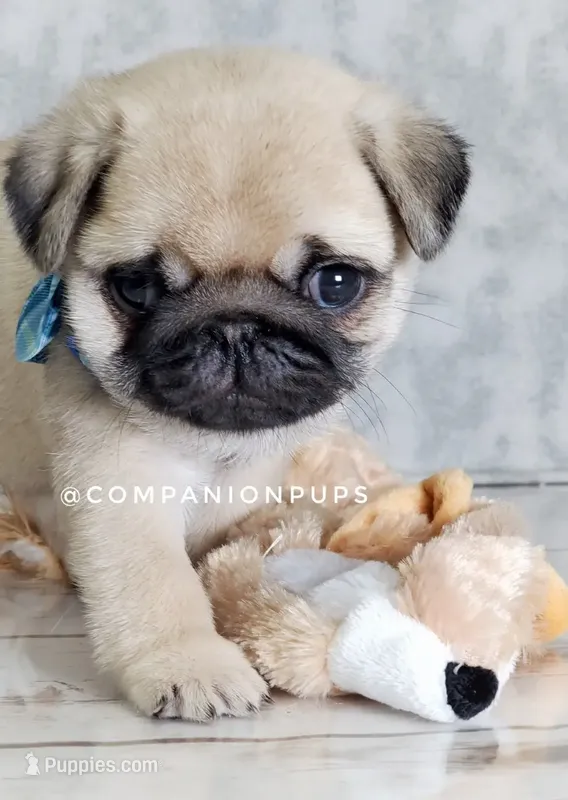 Pup Dates Notify List – Pug puppy for sale in Whitwell, TN