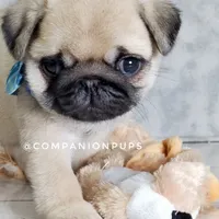 Pup Dates Notify List, a  Pug for sale in Whitwell, TN – Photo 7 of 10