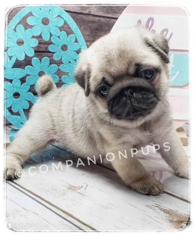 Pup Dates Notify List – Pug puppy for sale in Whitwell, TN