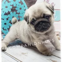 Pup Dates Notify List, a  Pug for sale in Whitwell, TN – Photo 10 of 10