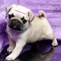 Pup Dates Notify List, a  Pug for sale in Whitwell, TN – Photo 4 of 10