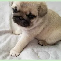 Pup Dates Notify List, a  Pug for sale in Whitwell, TN – Photo 8 of 10