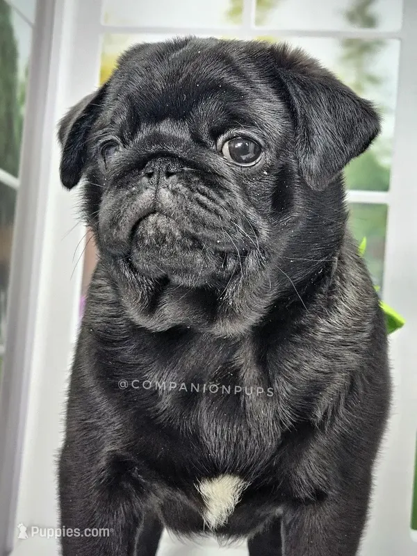 Pup Dates Notify List – Pug puppy for sale in Whitwell, TN