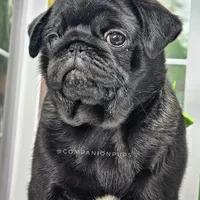 Pup Dates Notify List, a  Pug for sale in Whitwell, TN – Photo 6 of 10