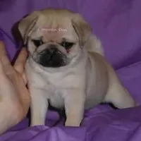 Pup Dates Notify List, a  Pug for sale in Whitwell, TN – Photo 1 of 10