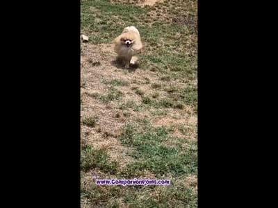 Muffin - Champion Sired 1year old, a male Pomeranian for sale in Whitwell, TN – 2 of 5