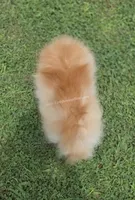 Rare Beaver Color - Dolce - 4.25 pounds - CH Lines!, a male Pomeranian for sale in Whitwell, TN – 8 of 8