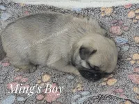 Duke - Champion Bred - Sweetest Chunker, a male Pug for sale in Whitwell, TN – 3 of 5